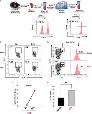 Regulatory B Cells (Bregs) Inhibit Osteoclastogenesis and Play a Potential Role in Ameliorating Ovariectomy-Induced Bone Loss